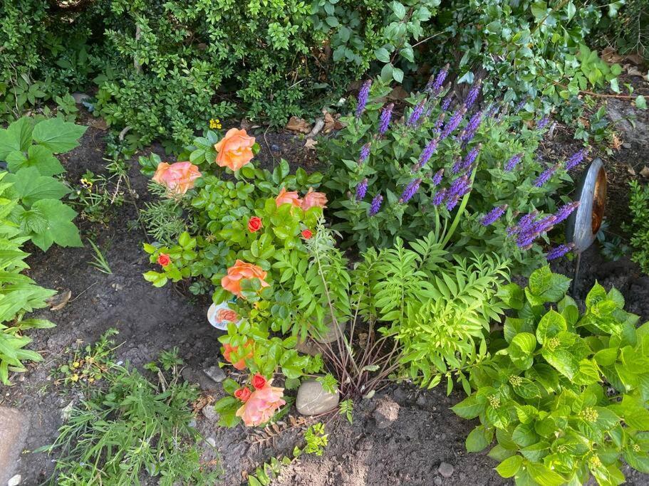 Urlaubsdomizil Norden/Norddeich, Mit Garten Eksteriør billede